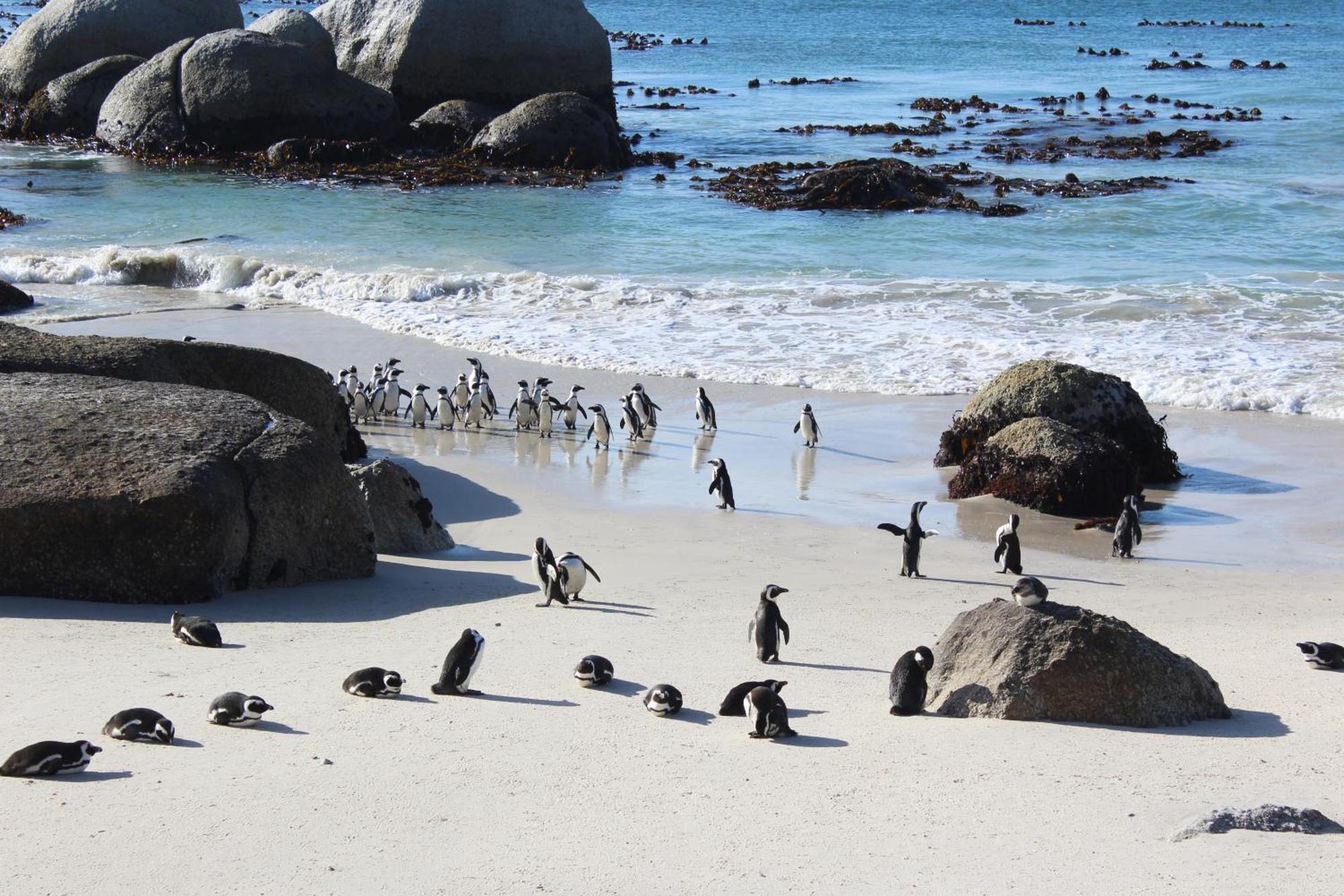Boulders Beach House Simonʼs Town Exteriör bild