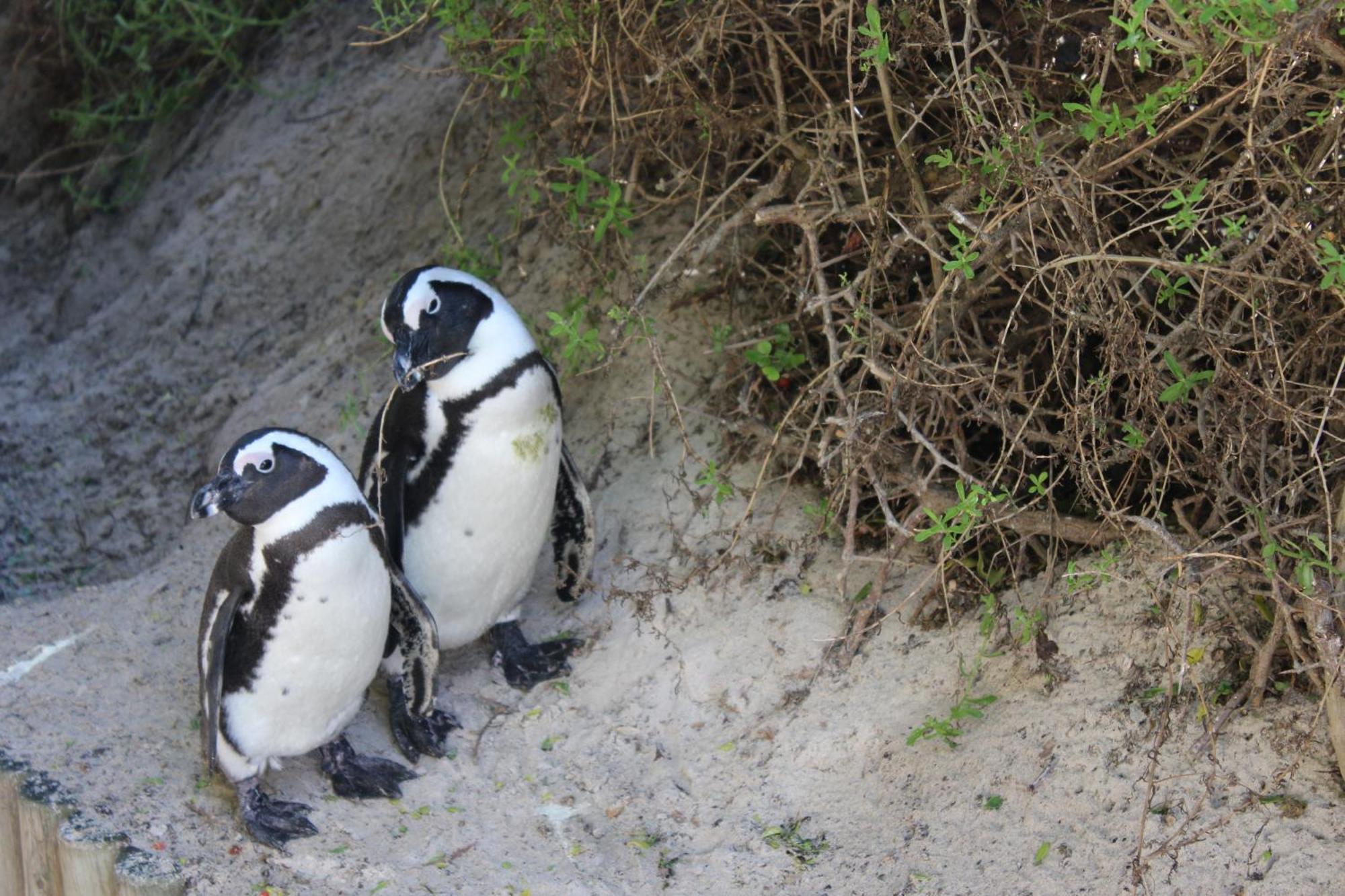Boulders Beach House Simonʼs Town Exteriör bild